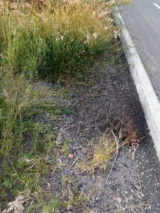 Aquí quedó tirado el motociclistaaquí quedó tiado el motociclista