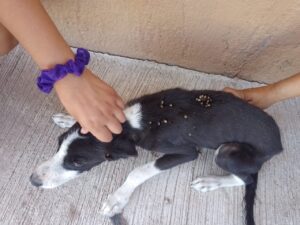 Problema fuerte la garrapata en perros