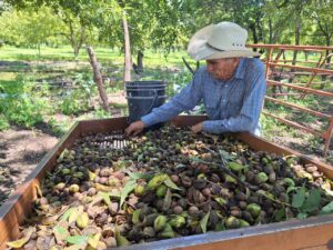 Estpa ya el proceso de cosecha de la nuez en Rodeo