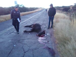 carro choca contra semoviente