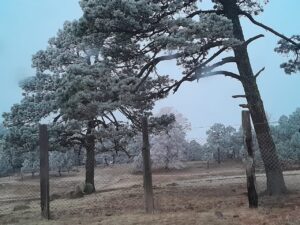 Así amaneció en Lirios de la Sierra, Canatlán