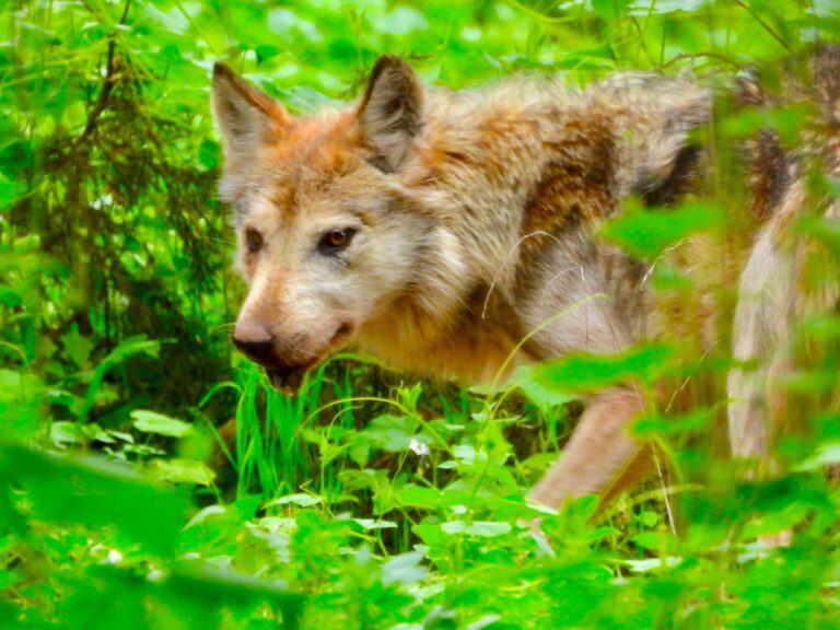 La Michilía y el trabajo de conservación del lobo gris mexicano.