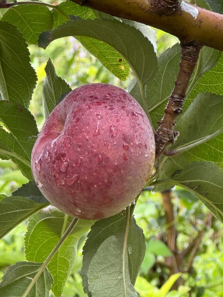 Celebrarán hoy en Canatlán el Día Nacional de la Manzana Mexicana