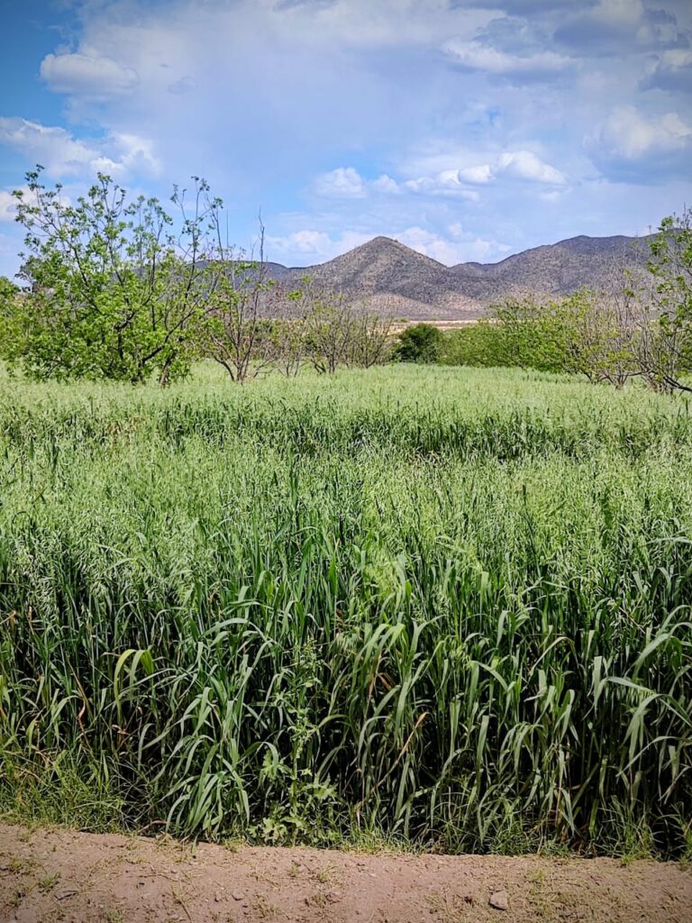 El campo rodeense…